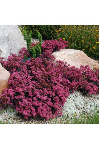Sedum hybride Plum Dazzled